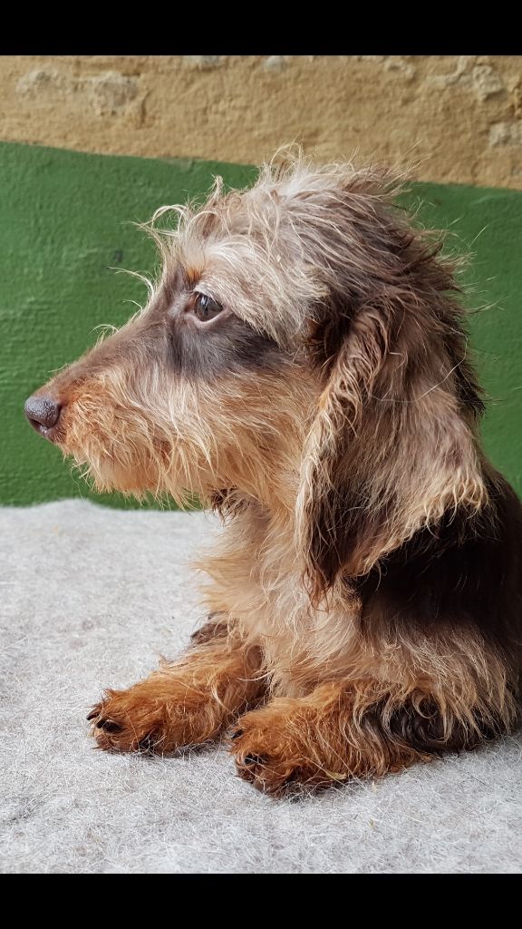 Chiot Teckel poil dur Du logis de beaumanoir