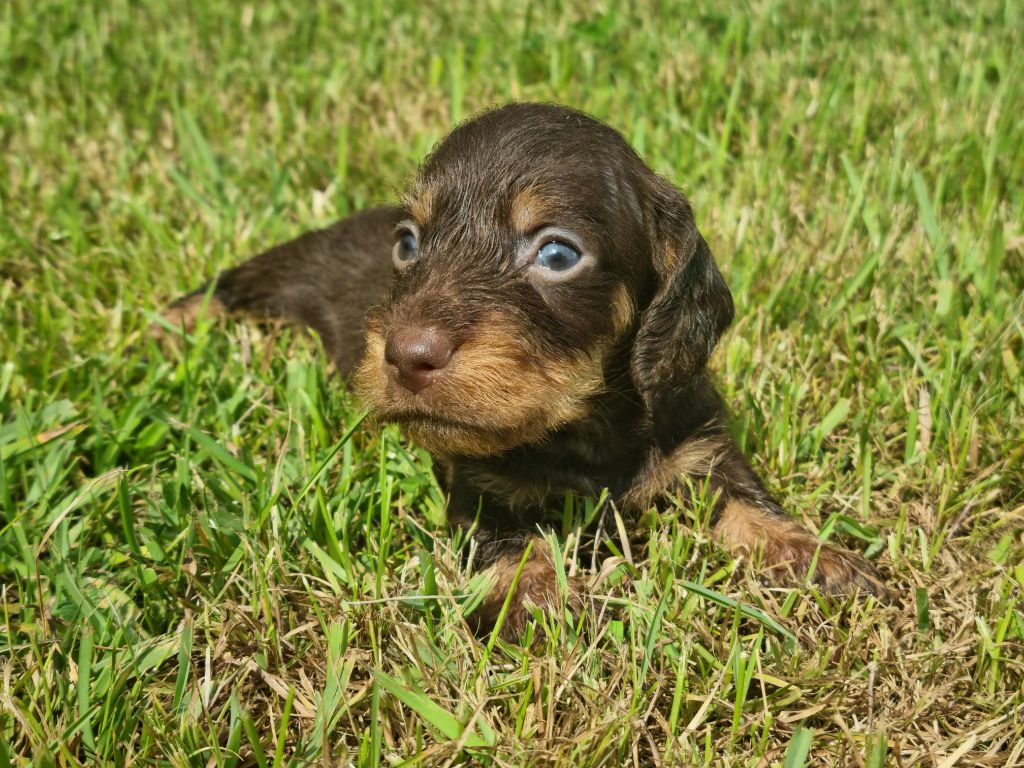 Du logis de beaumanoir - Chiots disponibles - Teckel poil dur