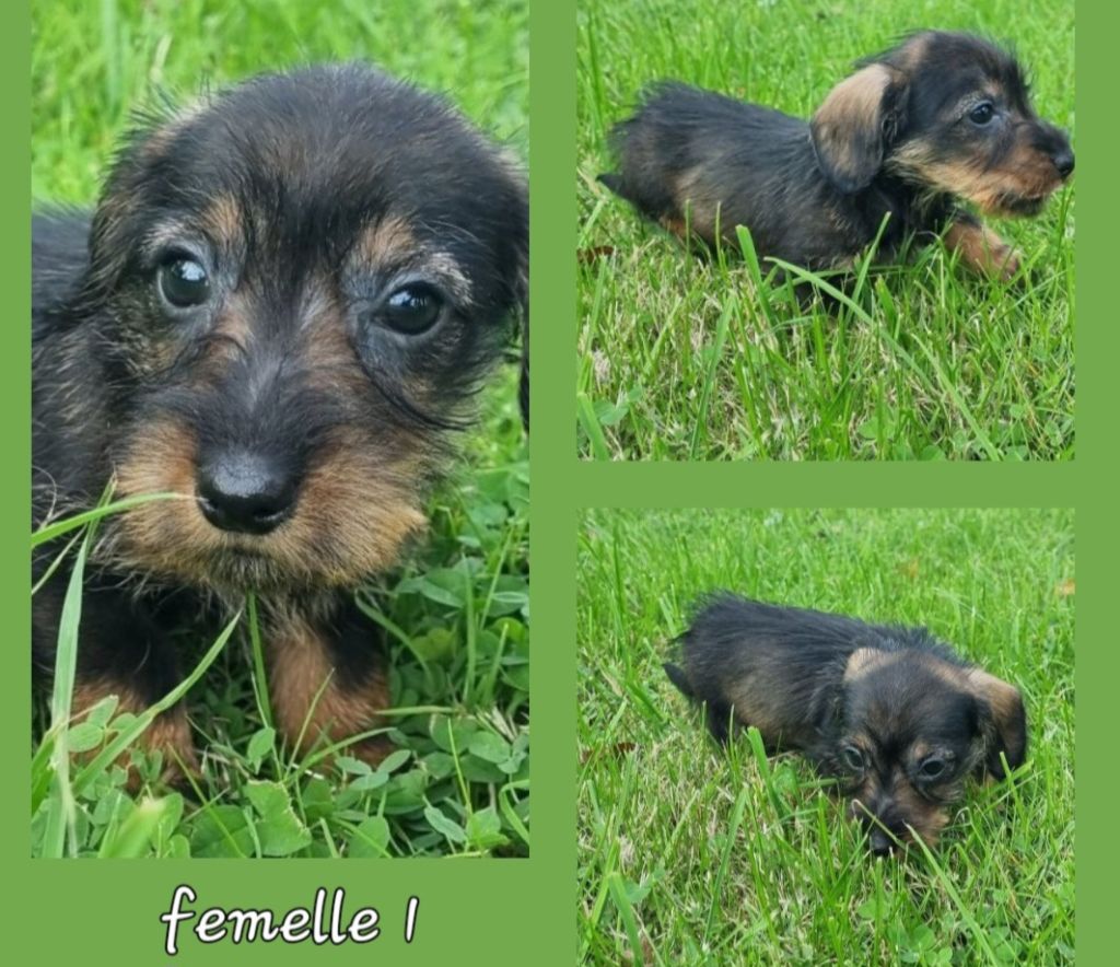 Du logis de beaumanoir - Chiots disponibles - Teckel poil dur