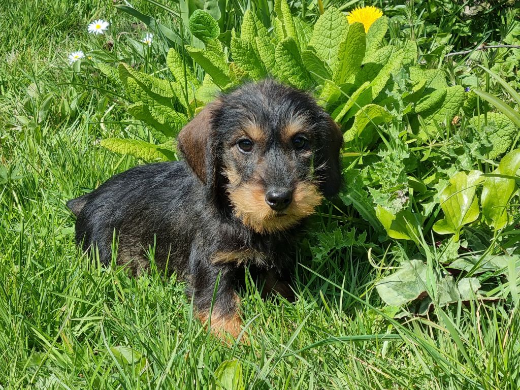 Chiot Teckel poil dur Du logis de beaumanoir