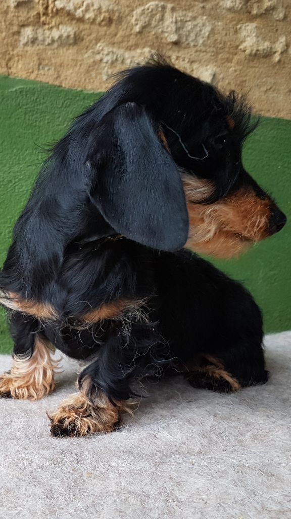 Chiot Teckel poil dur Du logis de beaumanoir