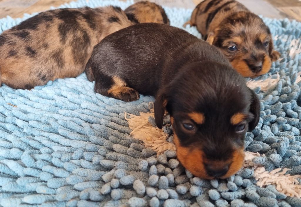 Du logis de beaumanoir - Chiots disponibles - Teckel poil dur