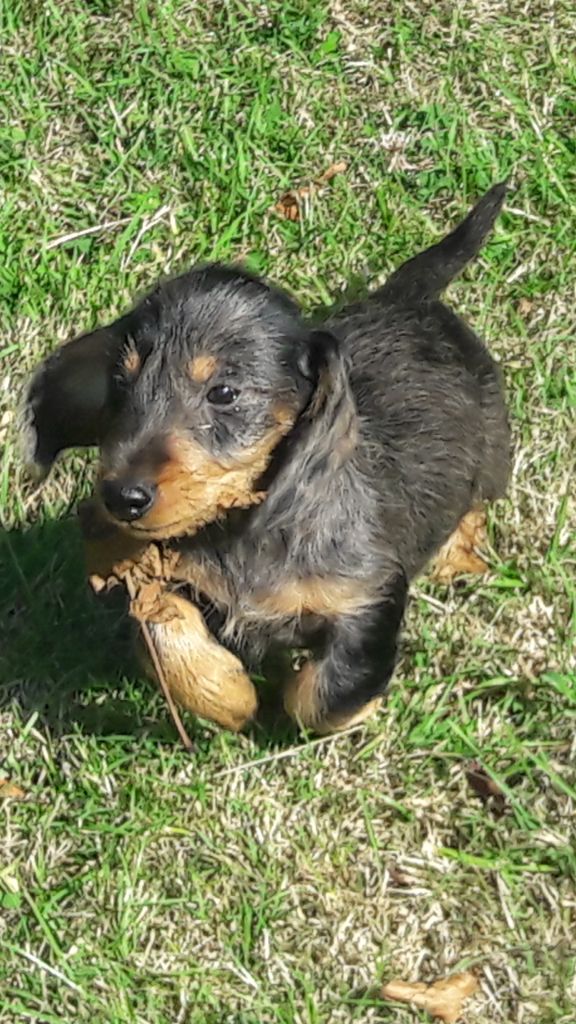 Chiot Teckel poil dur Du logis de beaumanoir