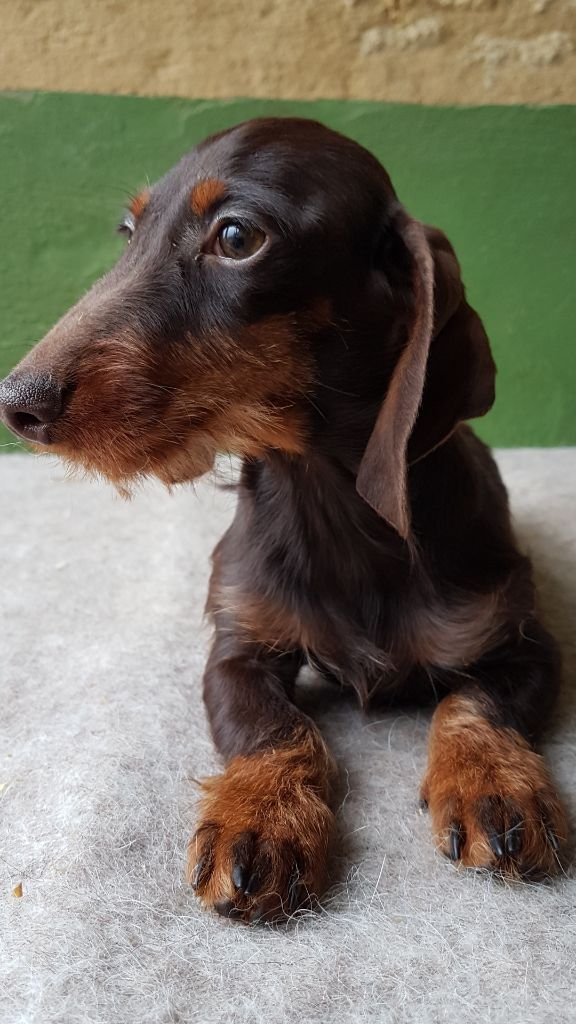 Chocolat kaninchen  ( miniature )