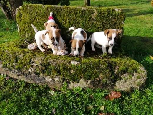 Chiot Jack Russell Terrier Du logis de beaumanoir