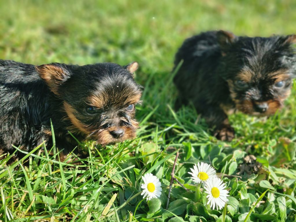 Du logis de beaumanoir - Chiots disponibles - Yorkshire Terrier