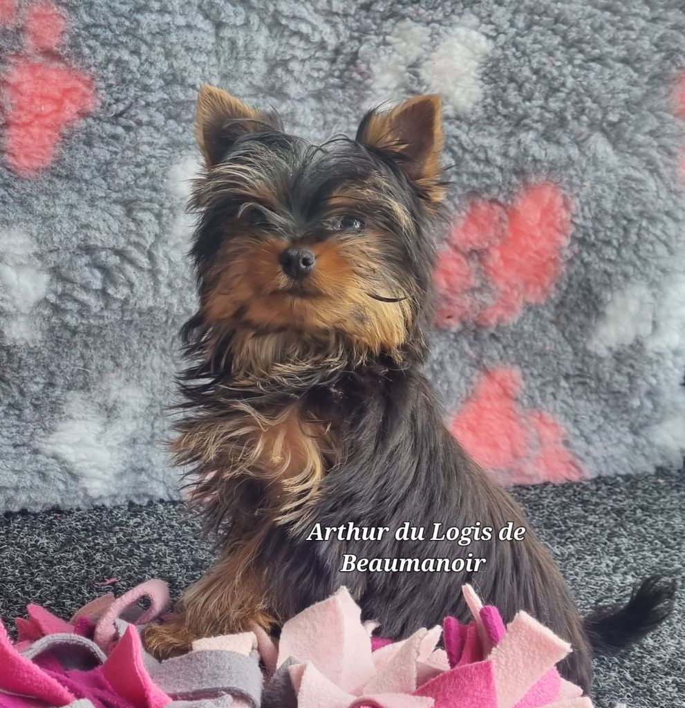 Du logis de beaumanoir - Chiots disponibles - Yorkshire Terrier