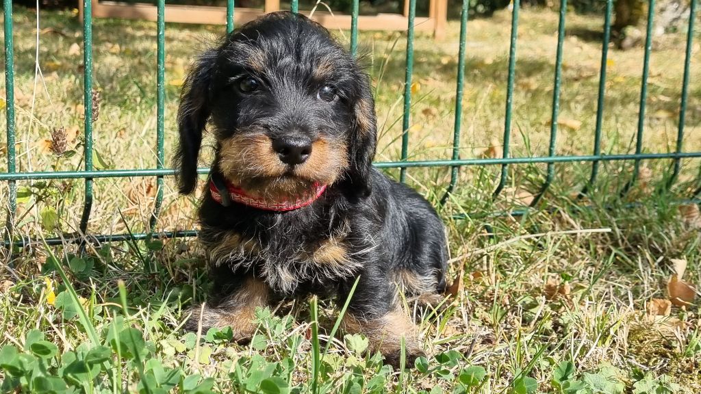 Du logis de beaumanoir - Chiots disponibles - Teckel poil dur