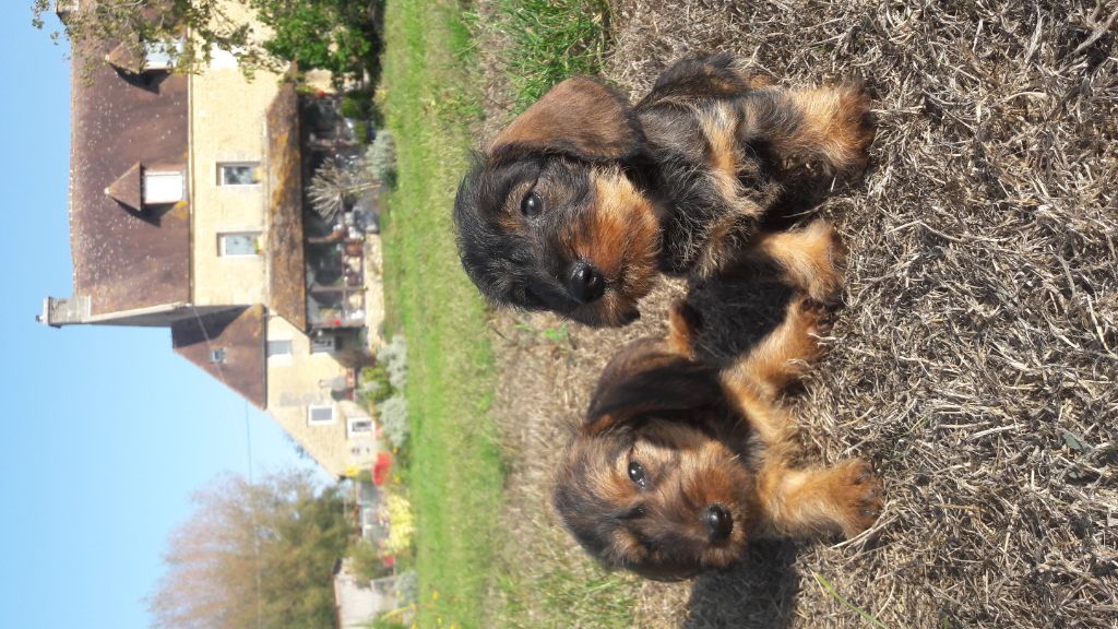 Chiot Teckel poil dur Du logis de beaumanoir