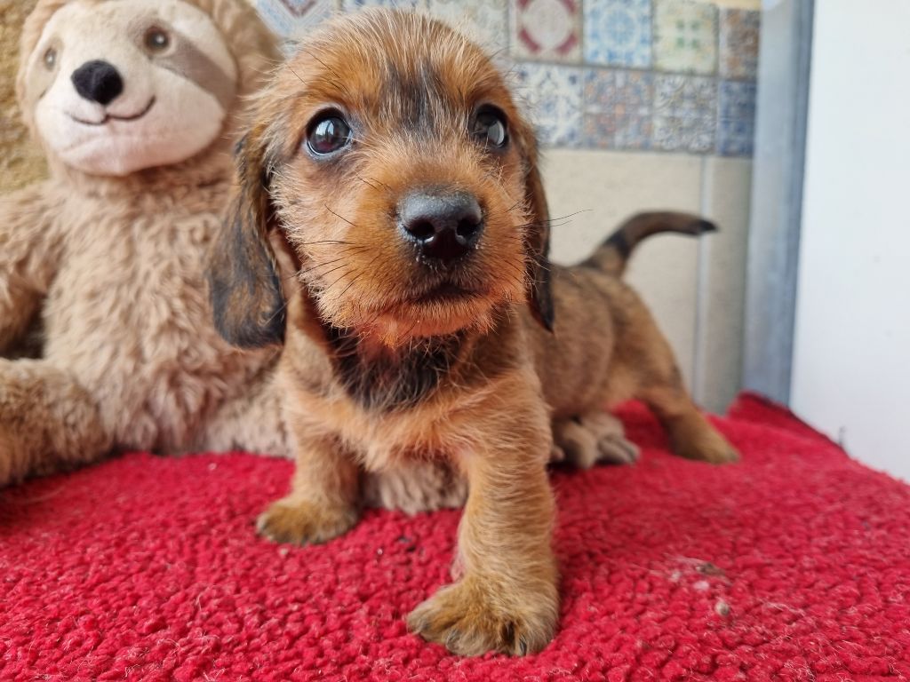 Du logis de beaumanoir - Chiots disponibles - Teckel poil dur