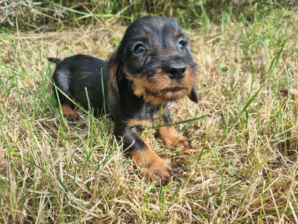 Du logis de beaumanoir - Chiots disponibles - Teckel poil dur