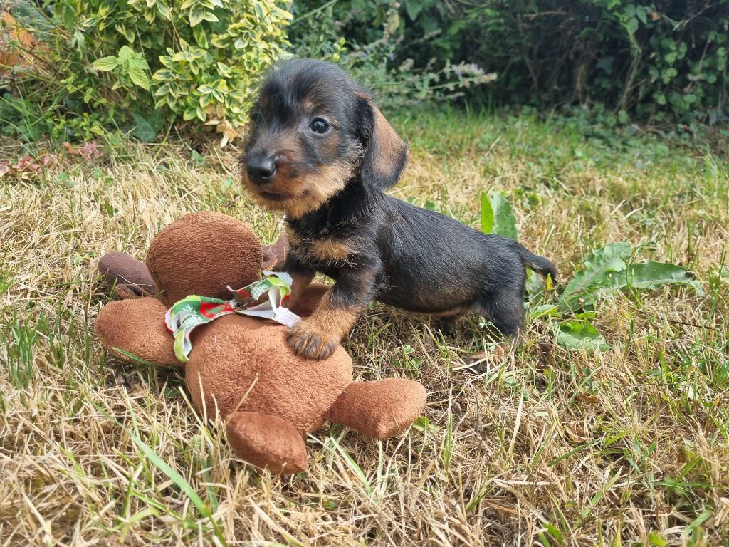 Du logis de beaumanoir - Chiots disponibles - Teckel poil dur