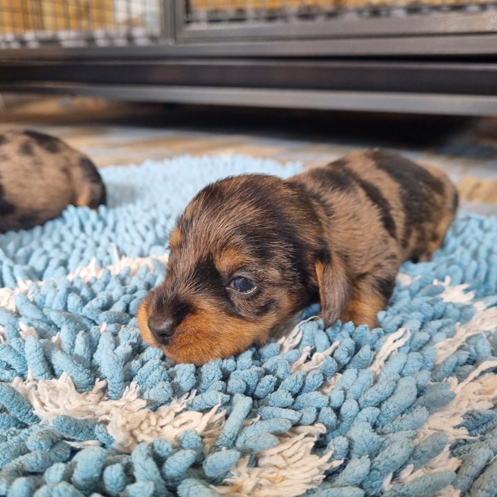 Du logis de beaumanoir - Chiots disponibles - Teckel poil dur