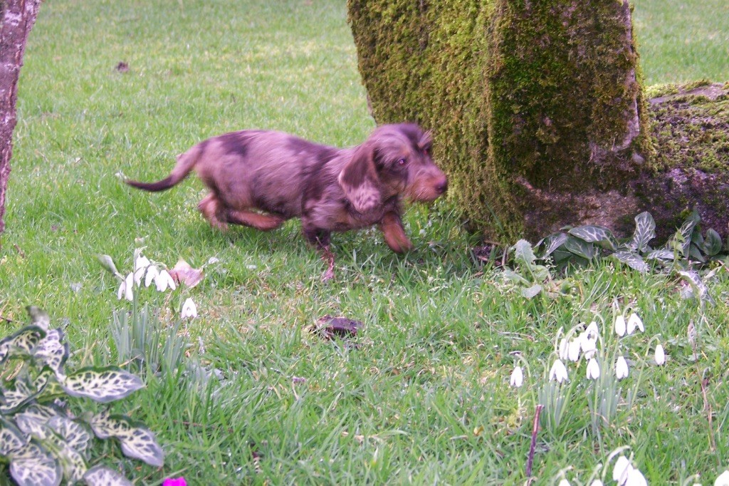 Chiot Teckel poil dur Du logis de beaumanoir