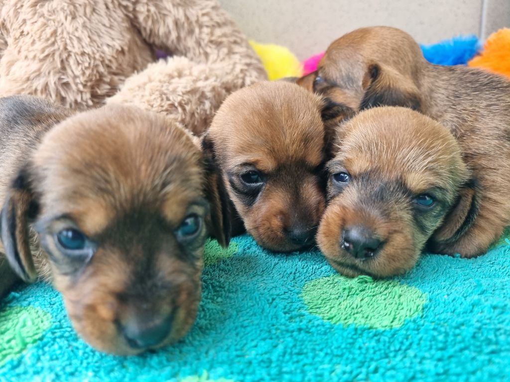 Du logis de beaumanoir - Chiots disponibles - Teckel poil dur