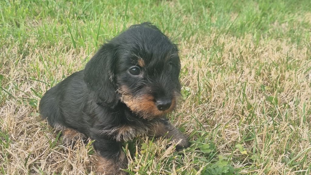 Du logis de beaumanoir - Chiots disponibles - Teckel poil dur