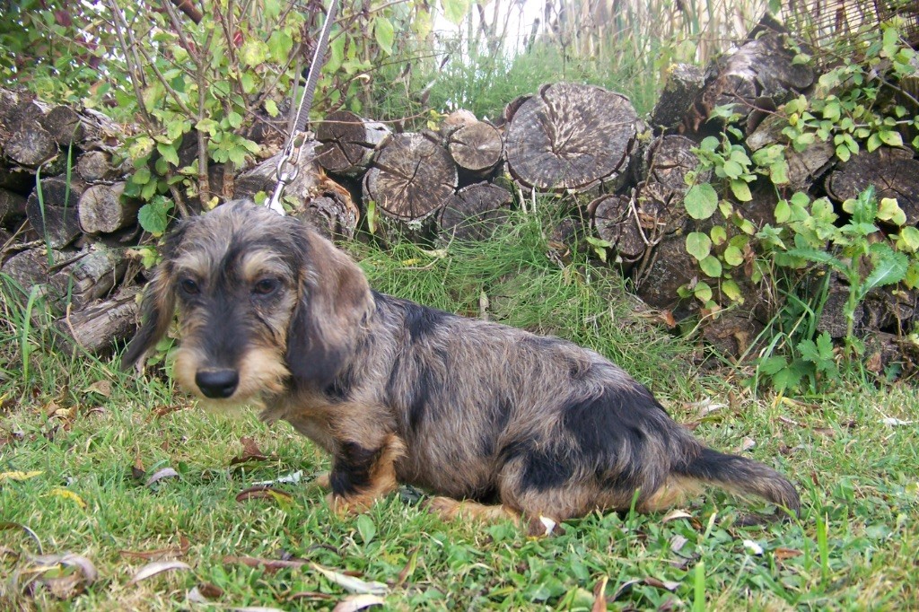 Chiot Teckel poil dur Du logis de beaumanoir
