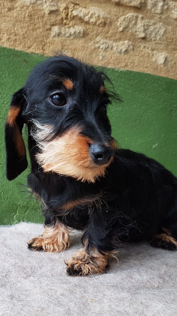 Naine ou kaninchen noire et feu
