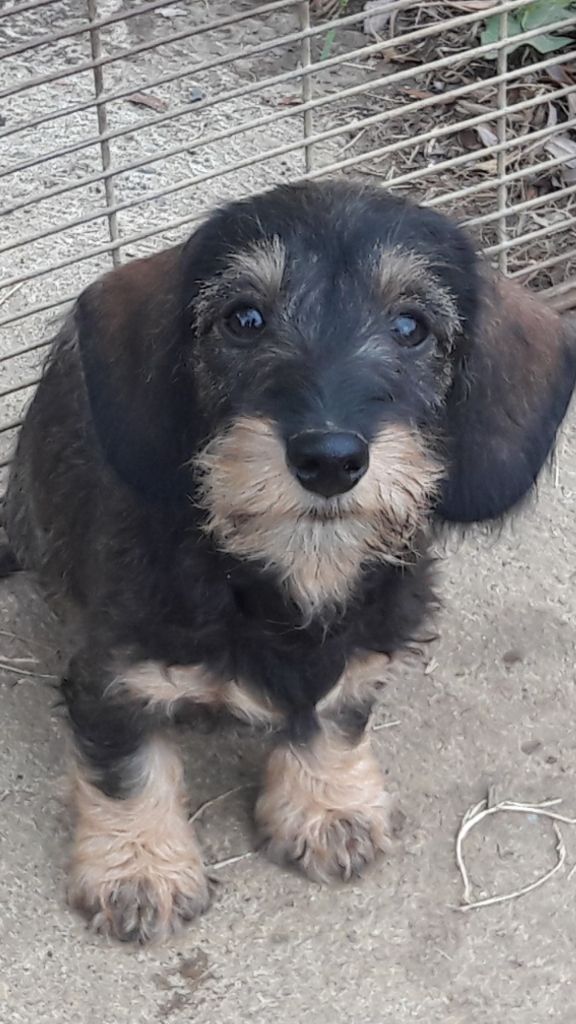Chiot Teckel poil dur Du logis de beaumanoir