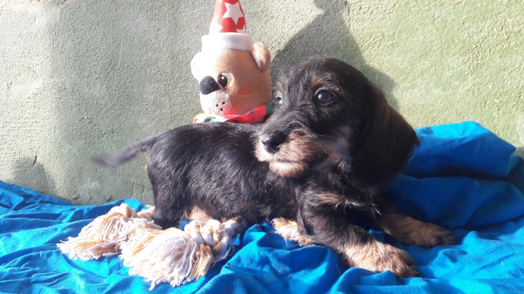 CHIOT nain sanglier 