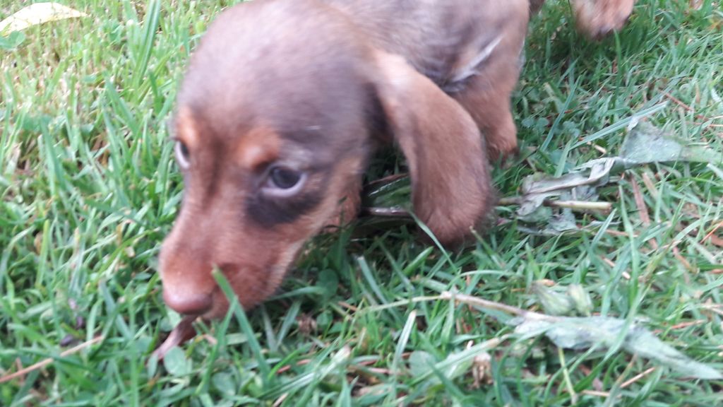 Chiot Teckel poil dur Du logis de beaumanoir