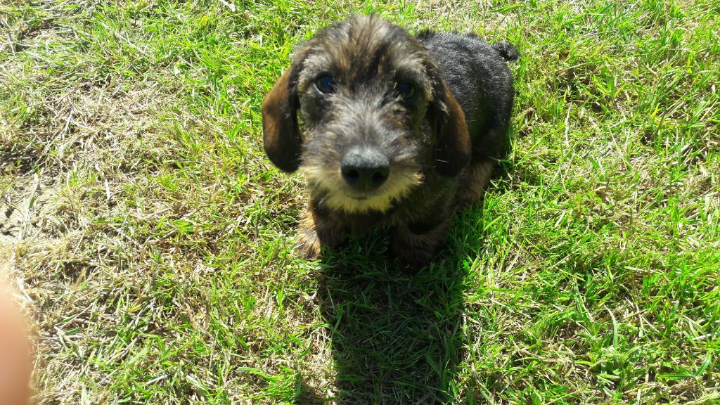 Chiot Teckel poil dur Du logis de beaumanoir