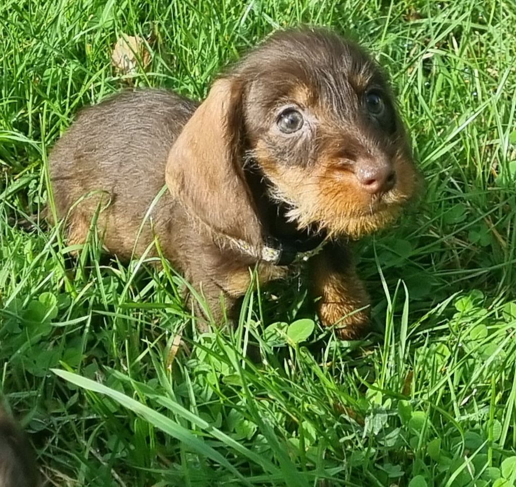 Du logis de beaumanoir - Chiots disponibles - Teckel poil dur