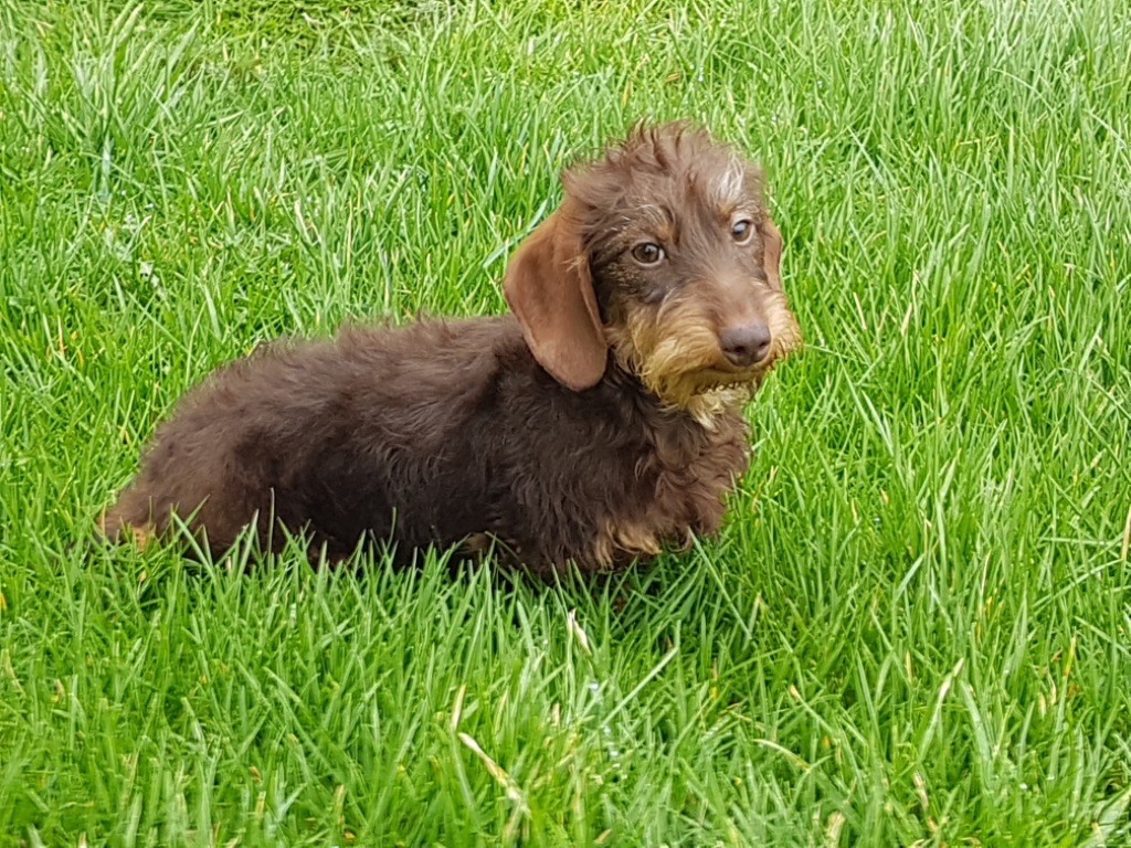 Chiot Teckel poil dur Du logis de beaumanoir