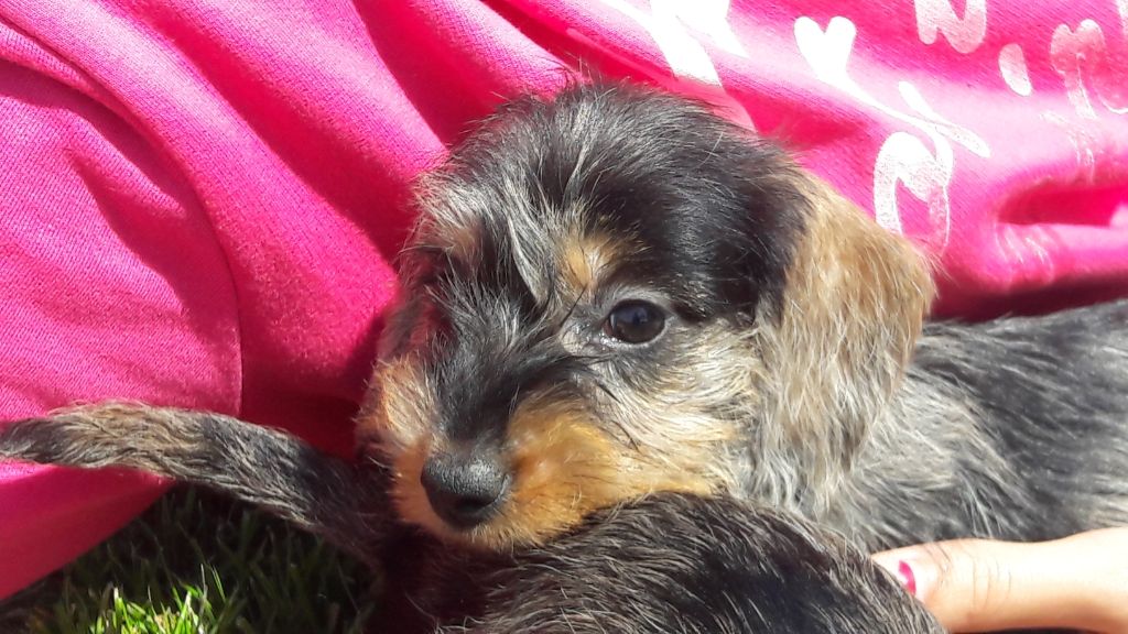 Chiot Teckel poil dur Du logis de beaumanoir