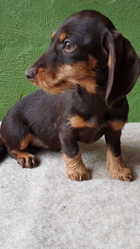 petit nain ou kaninchen chocolat 