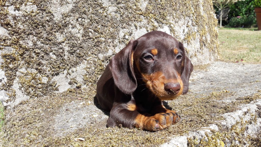 Chiot Teckel poil dur Du logis de beaumanoir