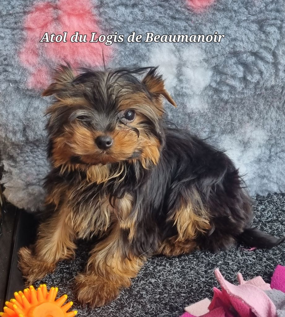 Du logis de beaumanoir - Chiots disponibles - Yorkshire Terrier