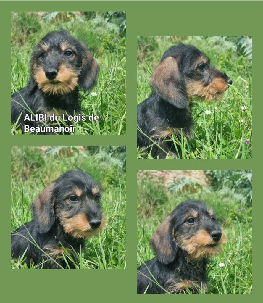 Du logis de beaumanoir - Chiots disponibles - Teckel poil dur