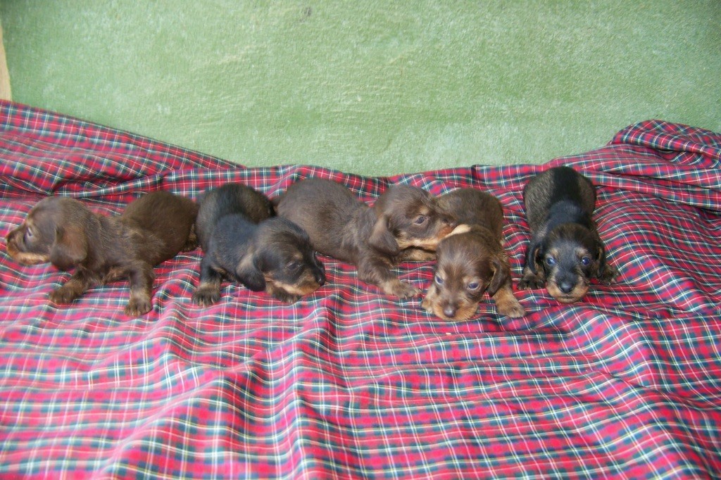 Chiot Teckel poil dur Du logis de beaumanoir