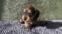CHIOT