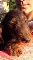 Nain chocolat