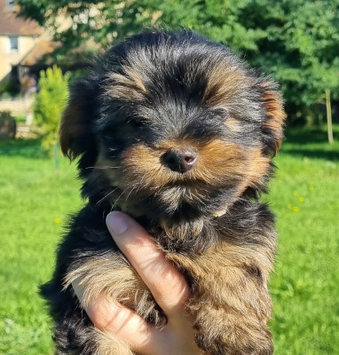 CHIOT 3