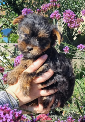 CHIOT 6