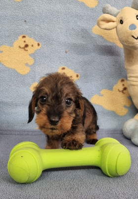 Poil dur nain sanglier clair