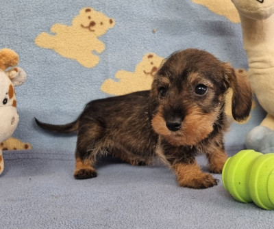 Poil dur nain fauve charbonné