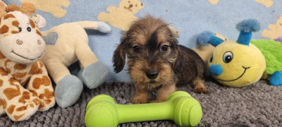nain fauve charbonné