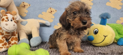 Poil dur naine fauve charbonné