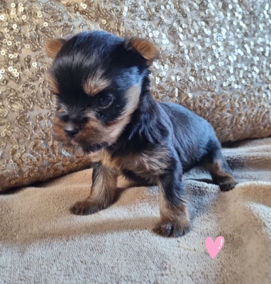CHIOT 1
