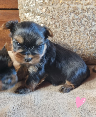 CHIOT 3