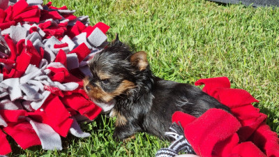 CHIOT 1