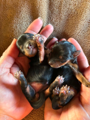CHIOT 1