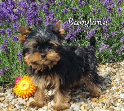 BABYLONE 3 mois 950g
