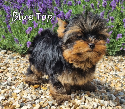 BLUE TOP 3 mois 700g