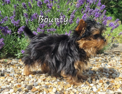 Bounty 800g à 3 mois - miniature -