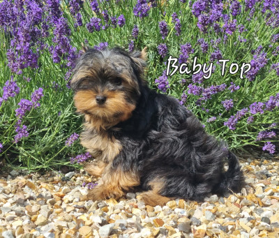 BABY TOP